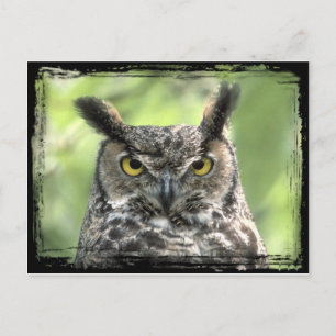 Owl Photograph Postcard