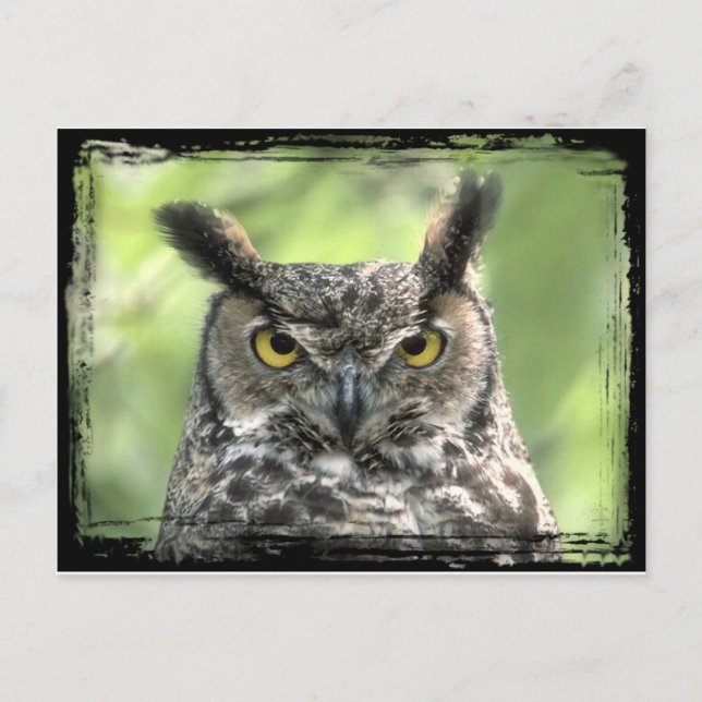 Owl Photograph Postcard (Front)