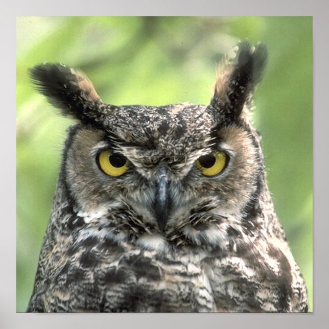 Owl Photograph Poster (Front)