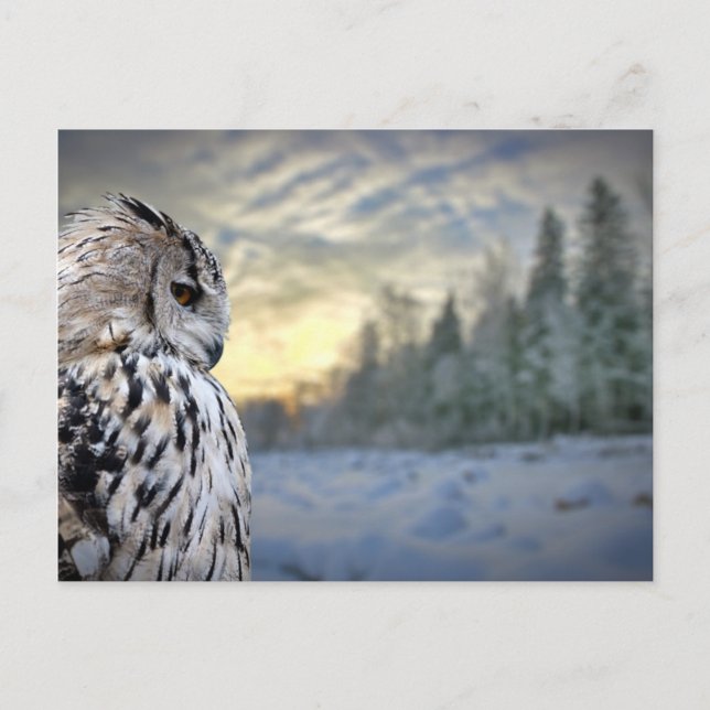 Owl portrait on winter forest background postcard (Front)
