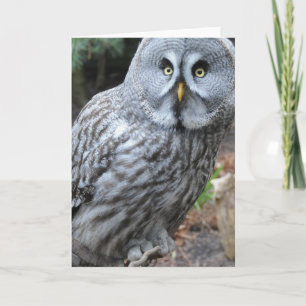 Owl Portrait Photograph Card