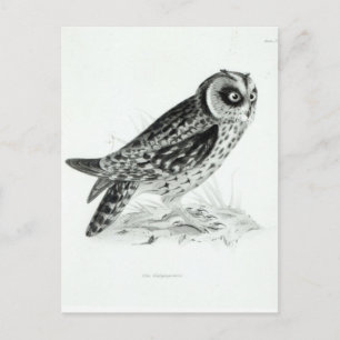 Owl Postcard