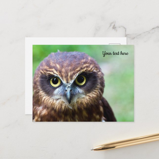 Owl Postcard (Front/Back In Situ)