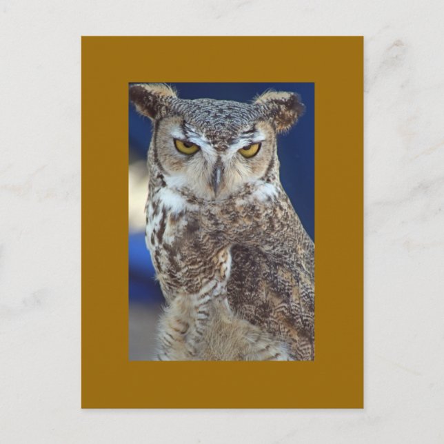 owl postcard (Front)