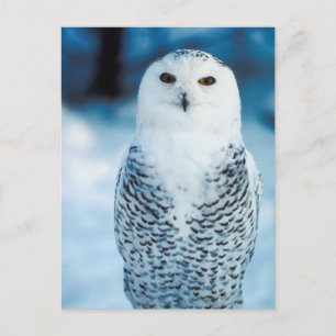 Owl Postcard