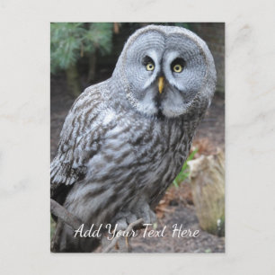 Owl Postcard