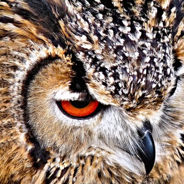 OWL POSTCARD (A photographic design of a beautiful eagle-owl.)