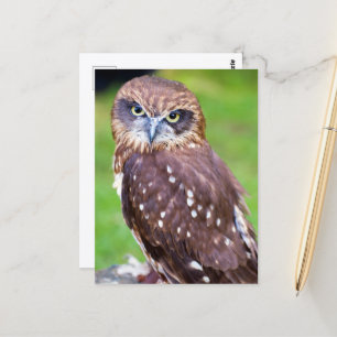 Owl Postcard