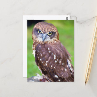 Owl Postcard