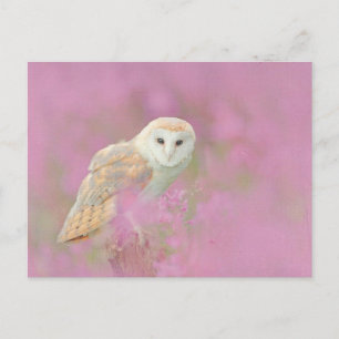 Owl Postcard