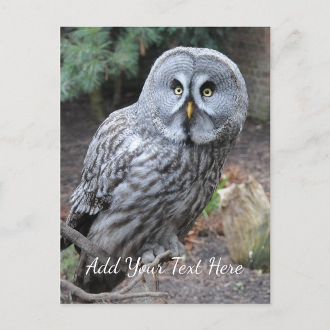 Owl Postcard (Front)