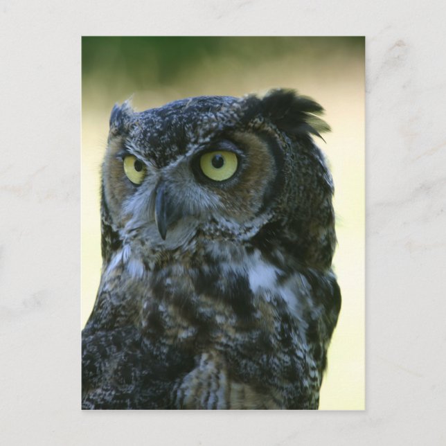 Owl Postcard (Front)