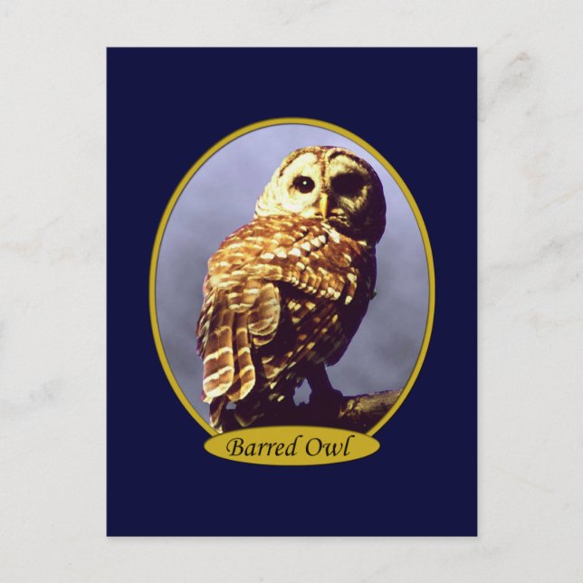 Owl Postcard 5 (Front)