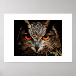 Owl Poster