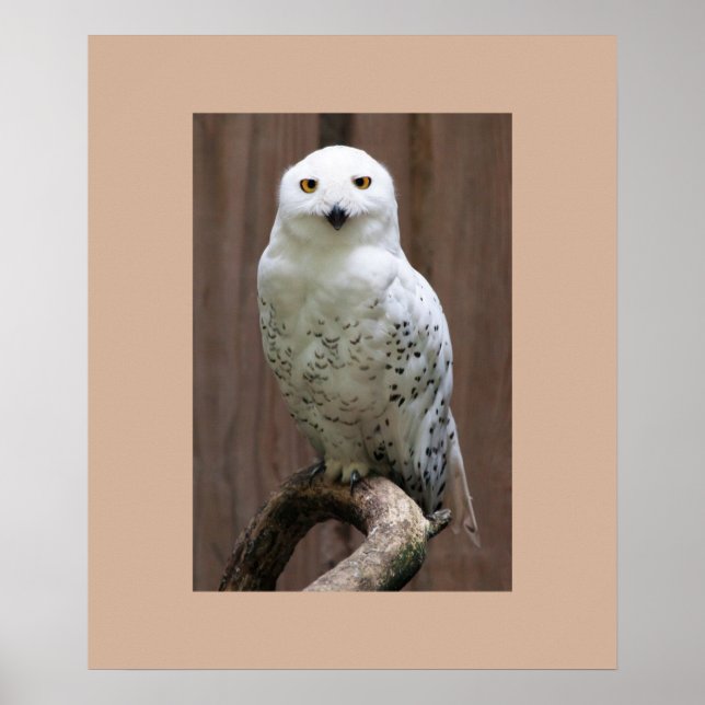 Owl Poster (Front)