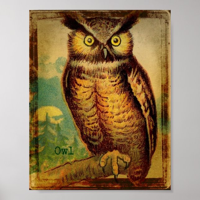 Owl Poster (Front)