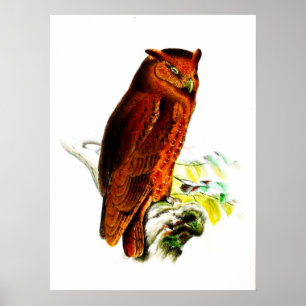 Owl Poster Print