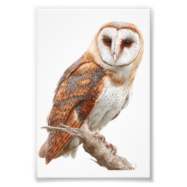 Owl Premium Satin Photo Paper Photo Enlargement (Front)