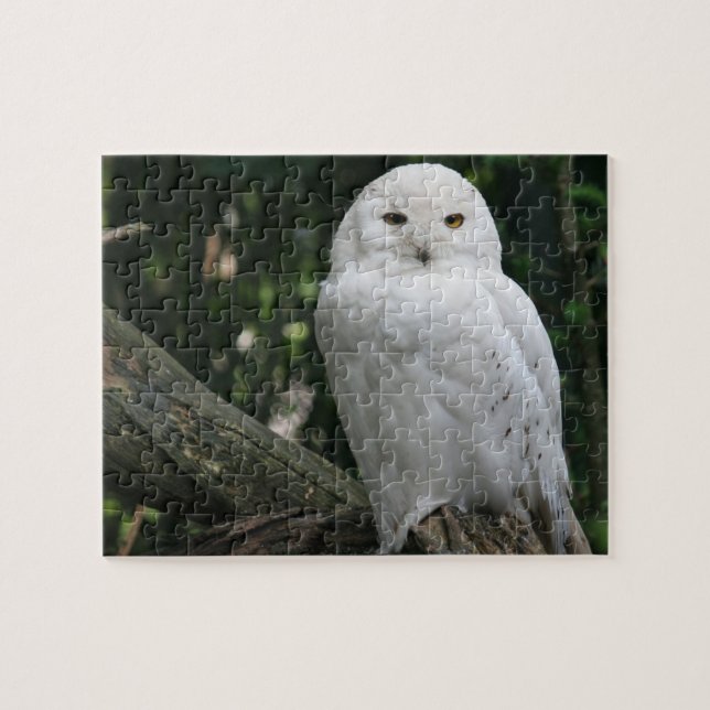 Owl Puzzle (Horizontal)