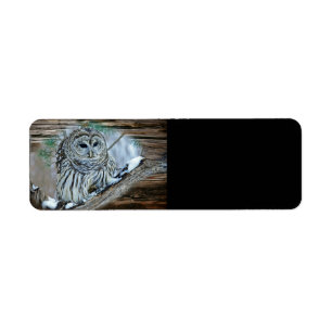 Owl Return Address Label