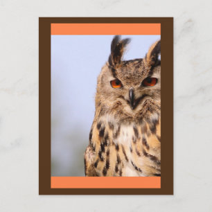 Owl Smiling Postcard