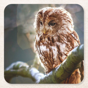 Owl Square Paper Coaster