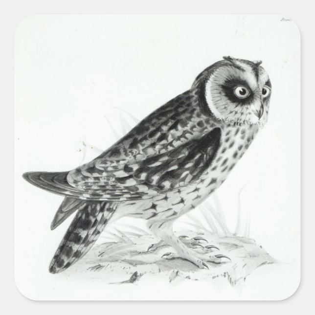Owl Square Sticker (Front)