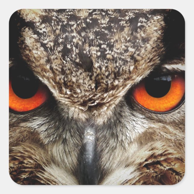 Owl Square Sticker (Front)