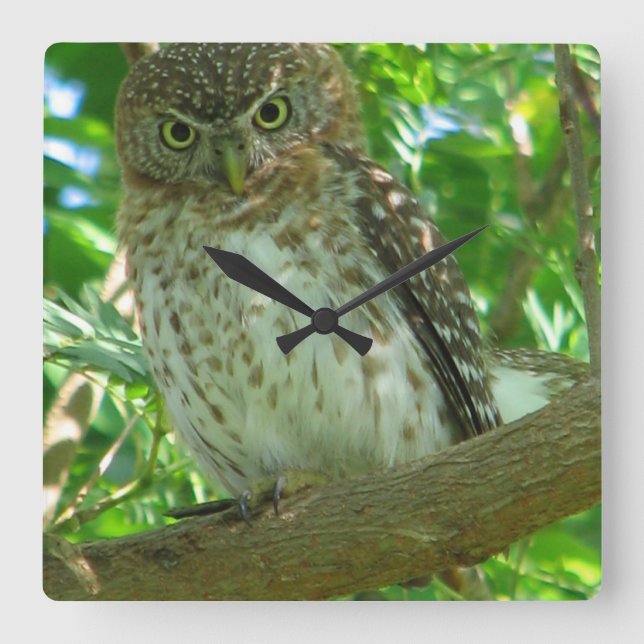 OWL SQUARE WALL CLOCK (Front)