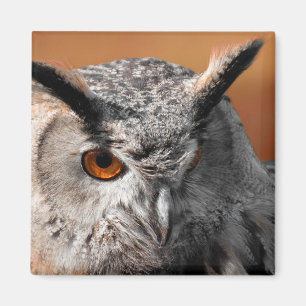 Owl Stare Magnet