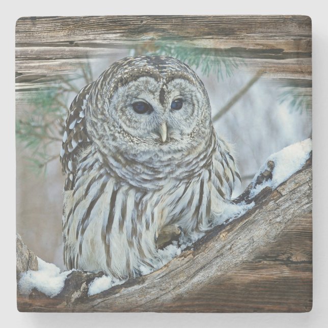Owl Stone Coaster (Front)