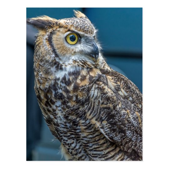 Owl up close postcard