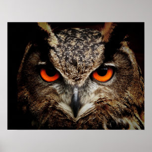 Owl with Orange Eyes Color Poster