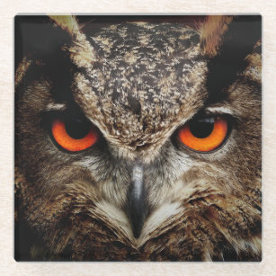 Owl with Orange Eyes Colour Glass Coaster