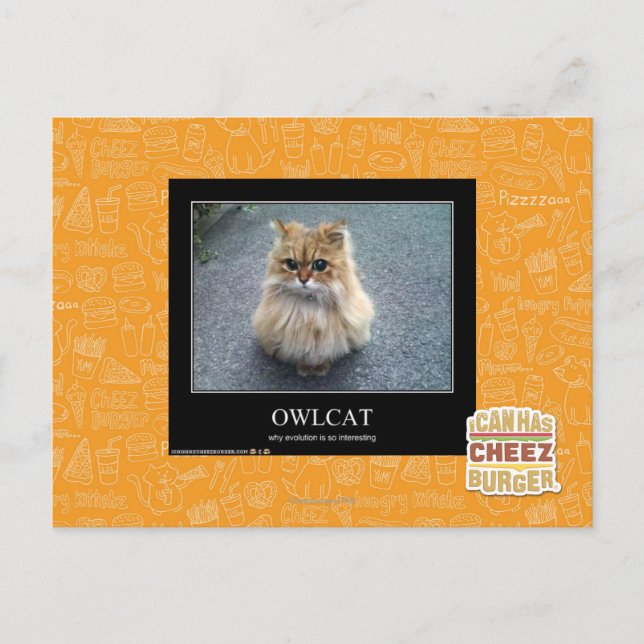 Owlcat Postcard (Front)