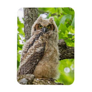 Owlet Magnet