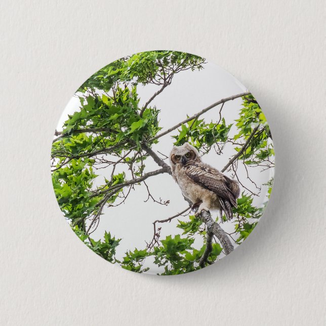 Owlet On A Maple Tree Branch 6 Cm Round Badge (Front)