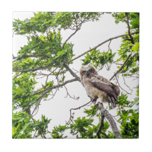 Owlet On A Maple Tree Branch Ceramic Tile