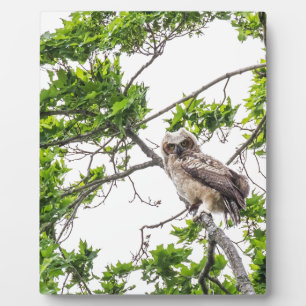 Owlet On A Maple Tree Branch Plaque