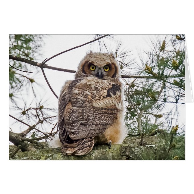 Owlet On A Pine Branch (Front Horizontal)
