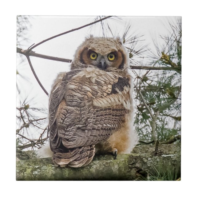 Owlet On A Pine Branch  Ceramic Tile (Front)