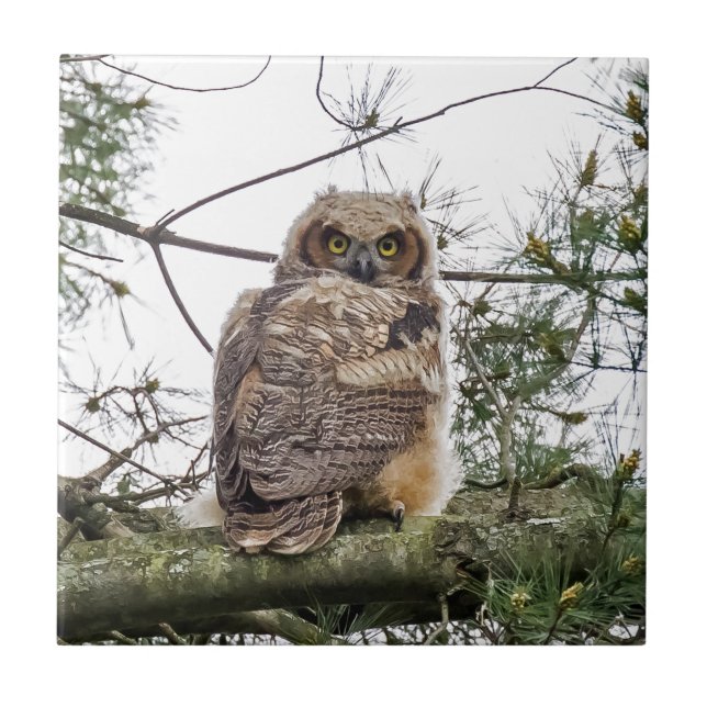 Owlet On A Pine Branch Ceramic Tile (Front)