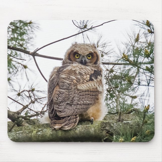 Owlet On A Pine Branch Mouse Pad (Front)