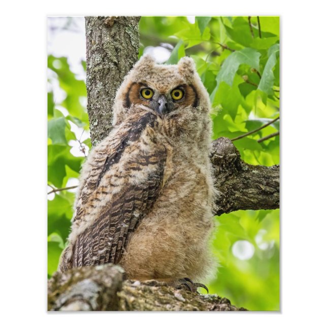 Owlet Photo Print (Front)