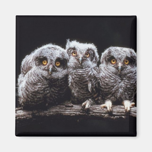 Owlet Trio Magnet (Front)