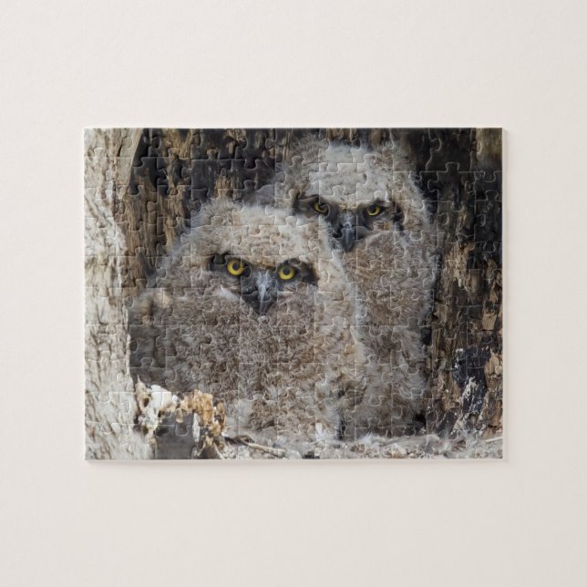 Owlets Jigsaw Puzzle (Horizontal)