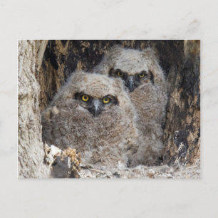Owlets Postcard