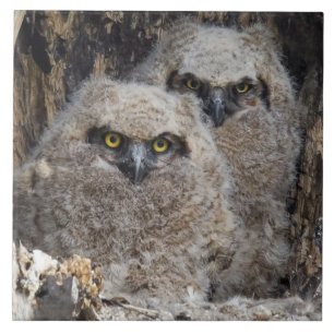 Owlets Tile