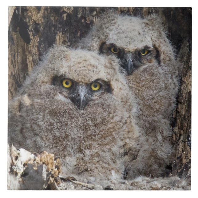 Owlets Tile (Front)