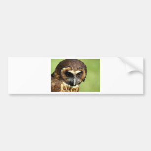 Owls Animal Birds Nature Park Tree Harmony Destiny Bumper Sticker